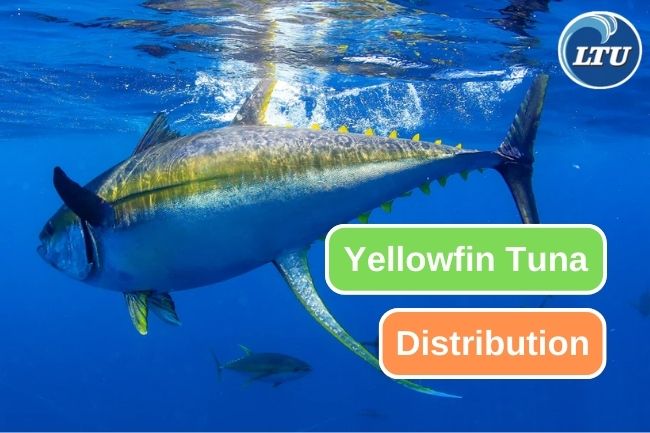 The Remarkable Range of Yellowfin Tuna Distribution